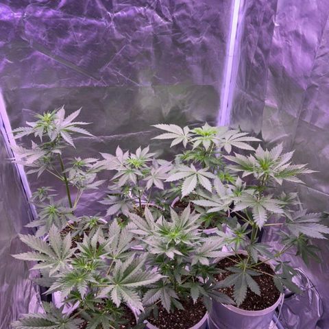 white delicius, mk kush y weeding scout growlog timeline photo