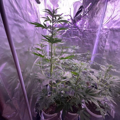 white delicius, mk kush y weeding scout growlog timeline photo