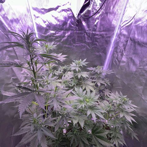 white delicius, mk kush y weeding scout growlog timeline photo
