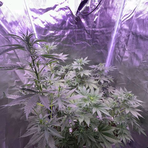 white delicius, mk kush y weeding scout growlog timeline photo