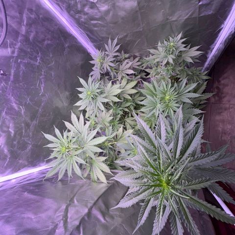 white delicius, mk kush y weeding scout growlog timeline photo