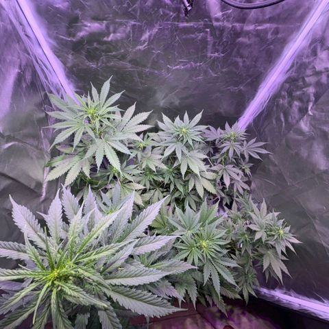 white delicius, mk kush y weeding scout growlog timeline photo