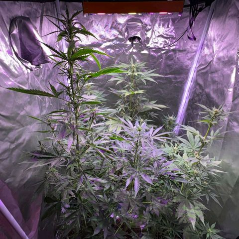 white delicius, mk kush y weeding scout growlog timeline photo