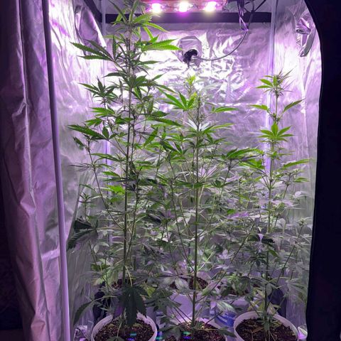 white delicius, mk kush y weeding scout growlog timeline photo