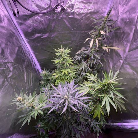 white delicius, mk kush y weeding scout growlog timeline photo