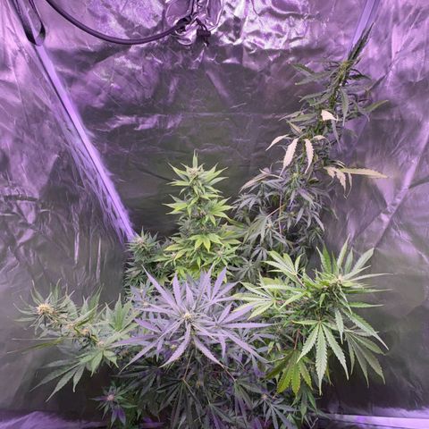 white delicius, mk kush y weeding scout growlog timeline photo