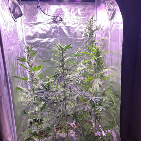 white delicius, mk kush y weeding scout growlog timeline photo