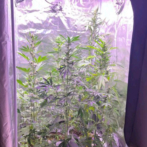 white delicius, mk kush y weeding scout growlog timeline photo