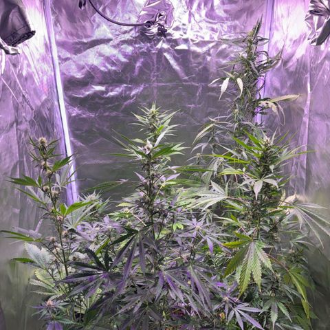 white delicius, mk kush y weeding scout growlog timeline photo
