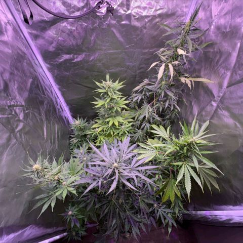 white delicius, mk kush y weeding scout growlog timeline photo
