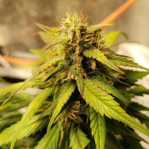 Crystal Meth growlog timeline photo