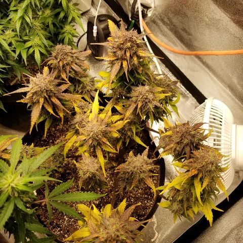 Crystal Meth growlog timeline photo