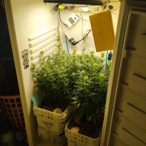 Critical growlog timeline photo