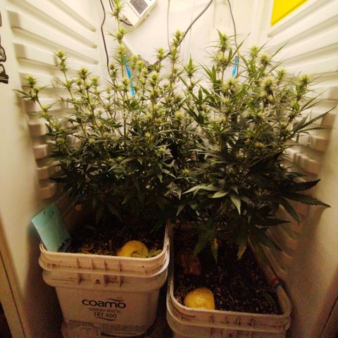 Critical growlog timeline photo