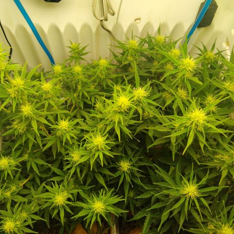 Critical growlog timeline photo