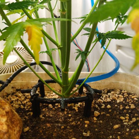 Critical growlog timeline photo