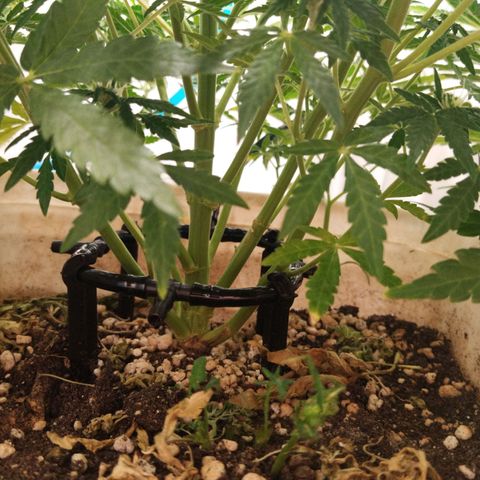 Critical growlog timeline photo