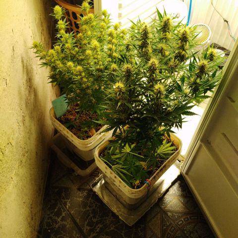 Critical growlog timeline photo