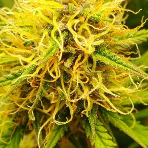 Critical growlog timeline photo