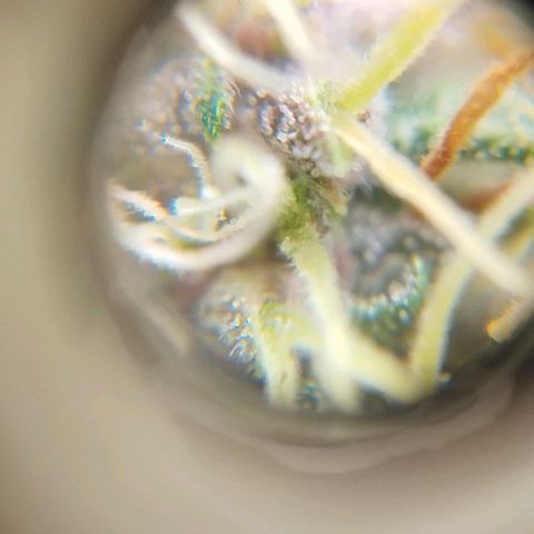 Critical growlog timeline photo