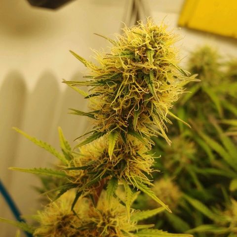 Critical growlog timeline photo