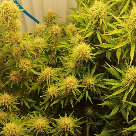 Critical growlog timeline photo