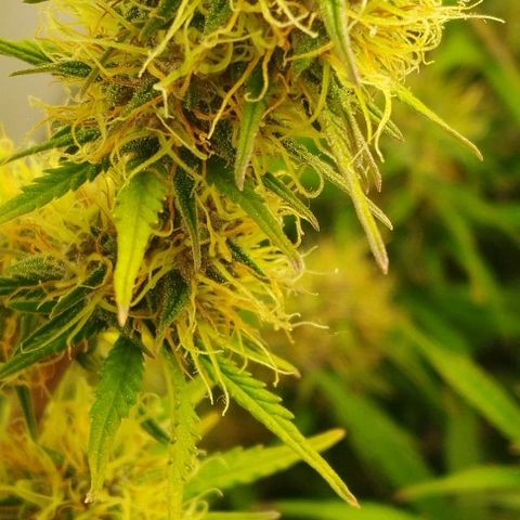 Critical growlog timeline photo