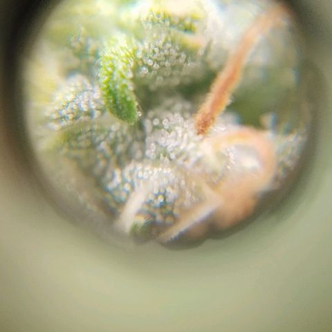 Critical growlog timeline photo