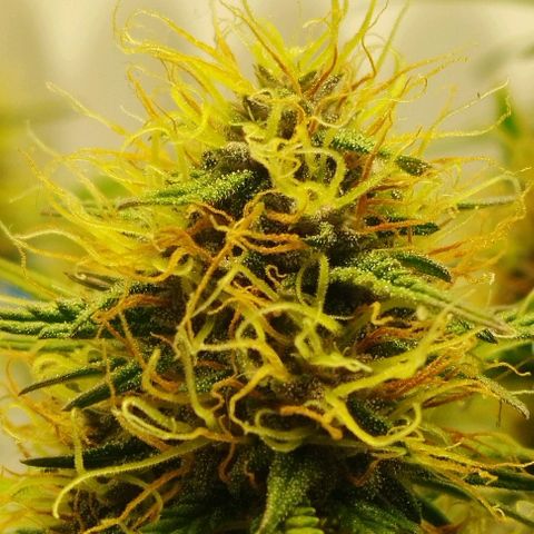 Critical growlog timeline photo