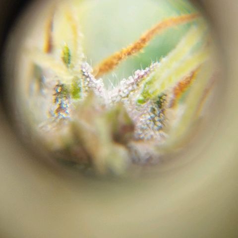Critical growlog timeline photo