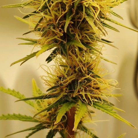 Critical growlog timeline photo