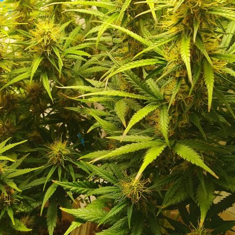 Critical growlog timeline photo