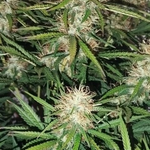 Critical growlog timeline photo