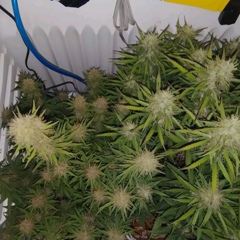 Critical growlog timeline photo