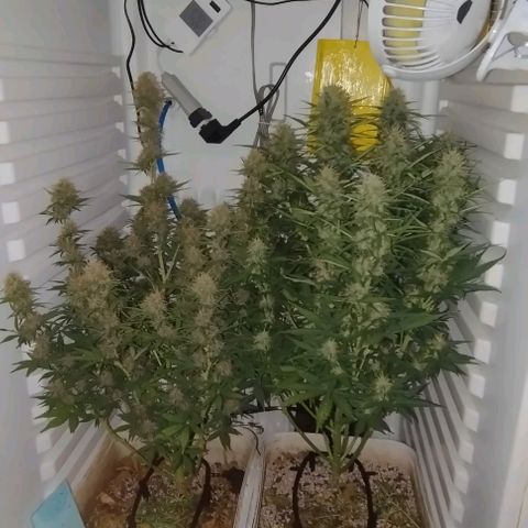 Critical growlog timeline photo