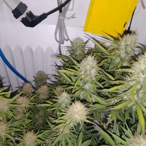 Critical growlog timeline photo
