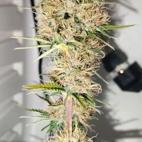 Critical growlog timeline photo