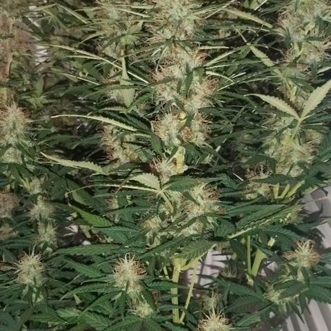 Critical growlog timeline photo