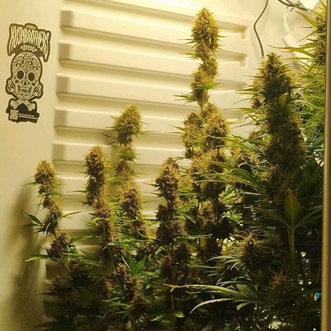 Critical growlog timeline photo