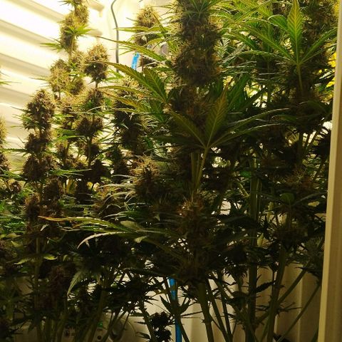 Critical growlog timeline photo