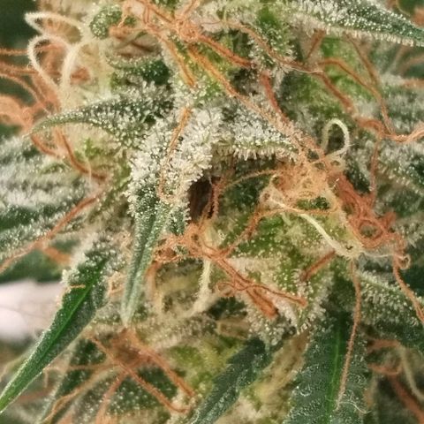 Critical growlog timeline photo