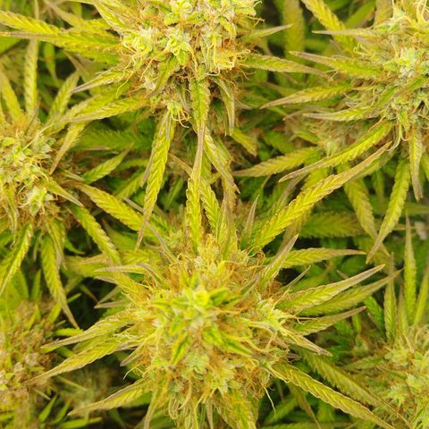 Critical growlog timeline photo