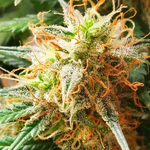 Critical growlog timeline photo