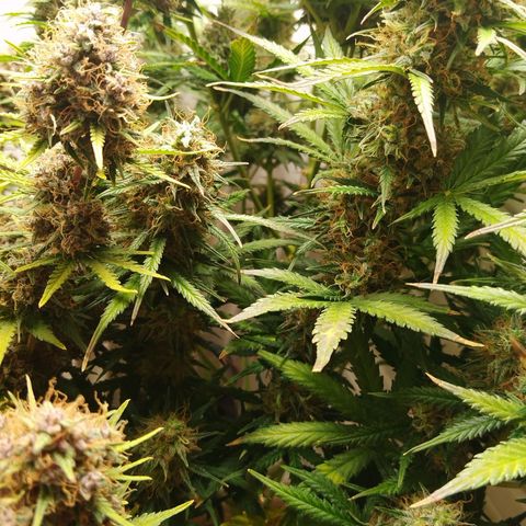 Critical growlog timeline photo