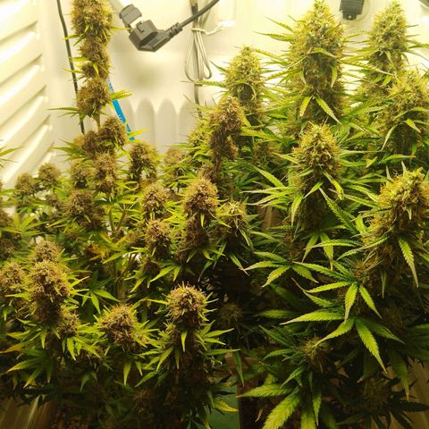 Critical growlog timeline photo