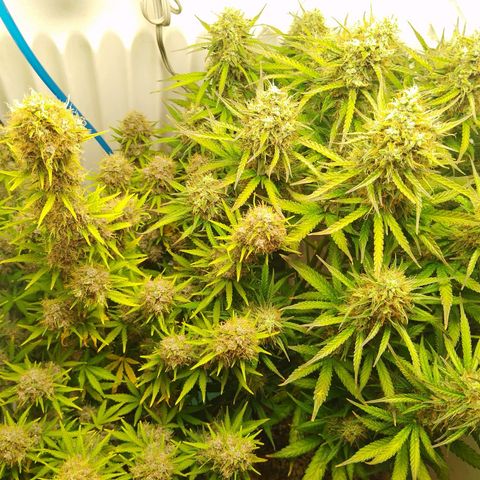 Critical growlog timeline photo
