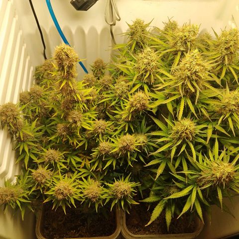 Critical growlog timeline photo