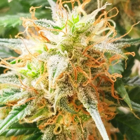 Critical growlog timeline photo