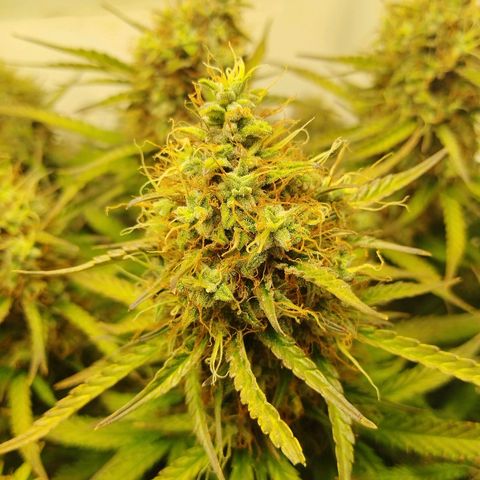 Critical growlog timeline photo