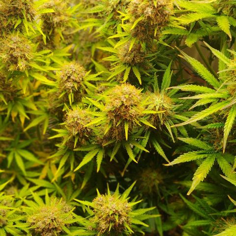 Critical growlog timeline photo